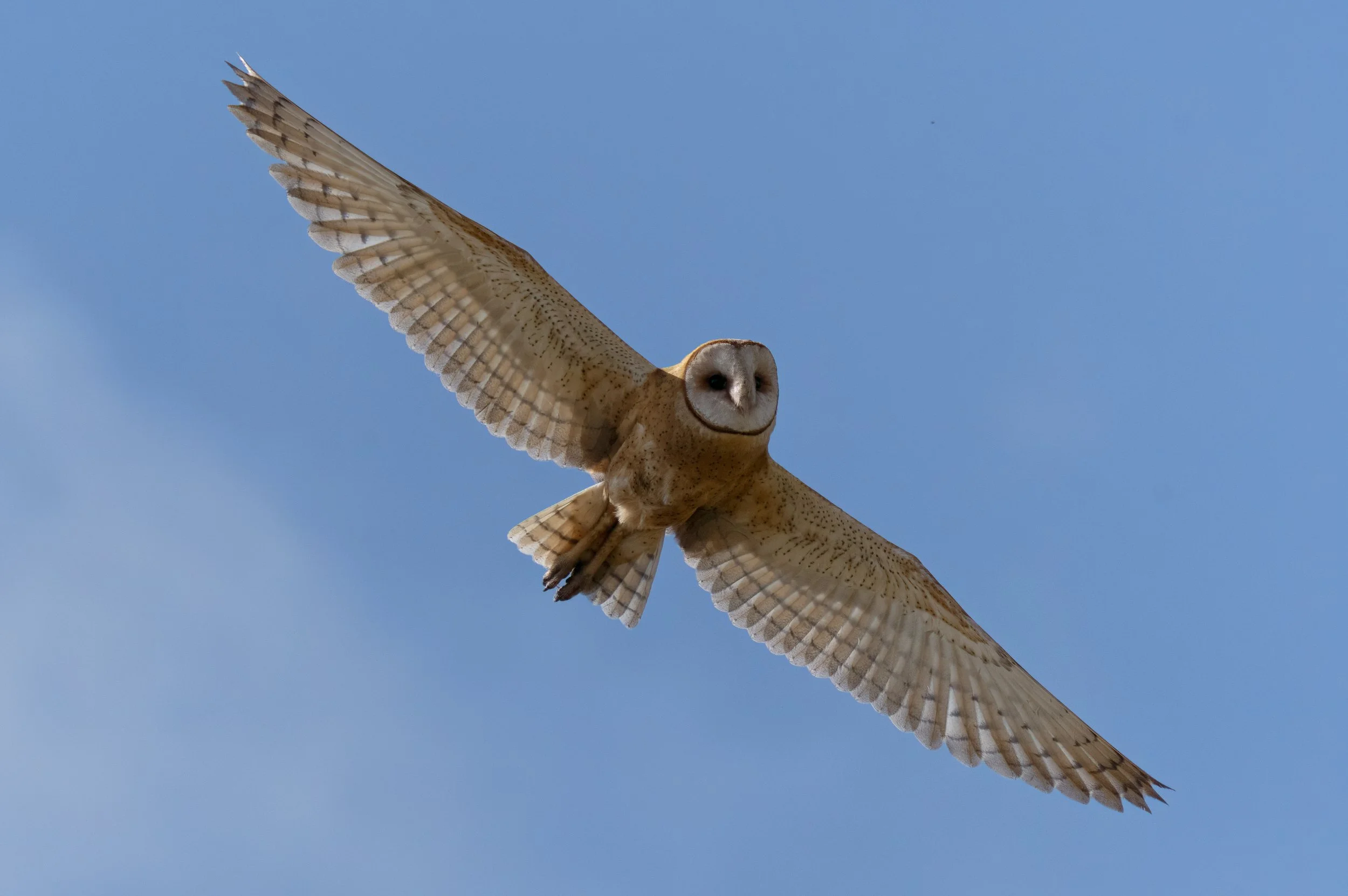 ON SILENT WINGS: The Owls of Santa Clara County — Santa Clara